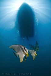 Batfish Boatladder.  Ningaloo Reef, Western Australia.  C... by Ross Gudgeon 